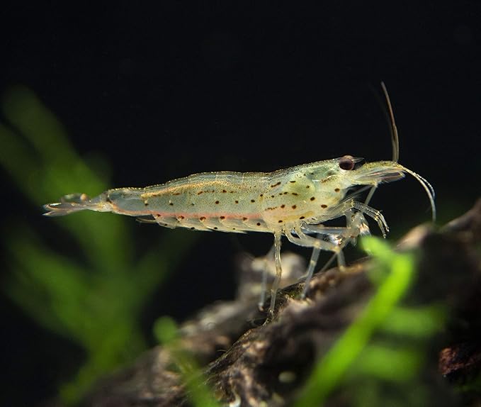 Aquatic Arts 5 Amano Shrimp | Live Freshwater Aquarium Clearer | Real Living Nano Fish Kit | Natural Glass Clearing Dwarf Caridina | Live Shrimp
