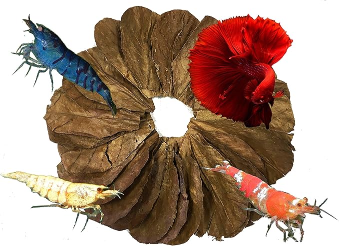 Awesome Aquatic Shrimp & Betta Leaves Catappa/Indian Almond, Dadap, Mulberry Natural Habitat Tannin Producing Improves Immunity Easy to USE (Catappa Mini 2 in 50 Pk)