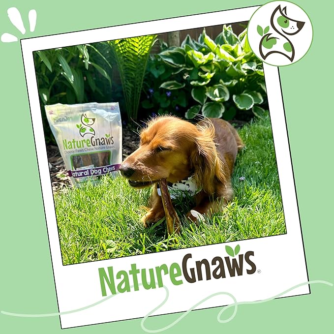Nature Gnaws Small Bully Sticks for Dogs 5-6" (25 Count) - Long Lasting for Light Chewers and Puppies - Natural Thin Beef Dog Chew Bones - Rawhide Free