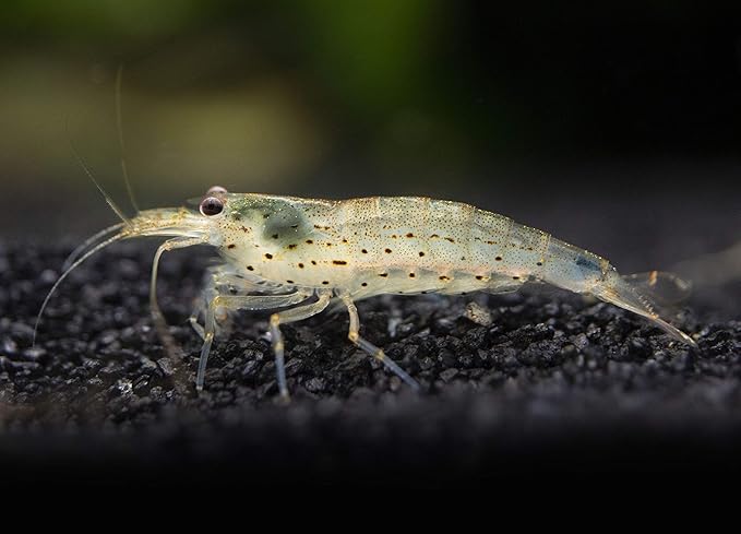 Aquatic Arts 1 Amano Shrimp | Live Freshwater Aquarium Clearer | Real Living Nano Fish Kit | Natural Glass Clearing Dwarf Caridina | Live Shrimp
