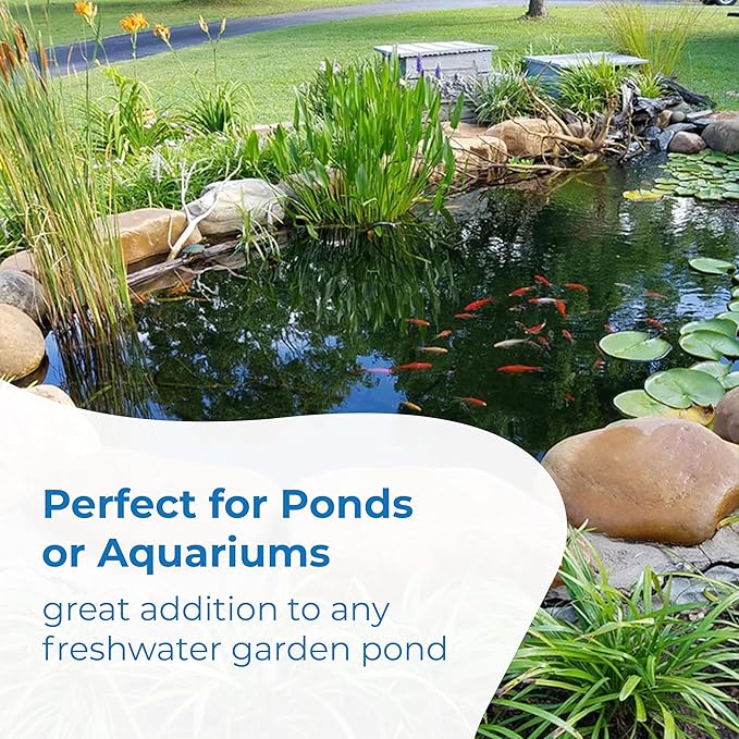 Toledo Goldfish Comet Feeder Goldfish: Live Feeder Goldfish Perfect for Stocking Ponds, Tanks, and Aquariums – 0.75 to 1.5 inches, 25 Fish