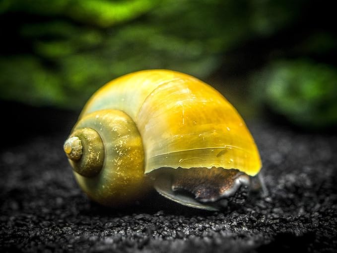 Aquatic Arts 3 Live Olive Jade Mystery Snails Freshwater Aquarium Scraper | Real Nano Fish Tank Pet | Glass Clearing Snail | Natural Decor