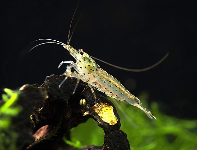 Aquatic Arts 30 Amano Shrimp | Live Freshwater Aquarium Species | Real Living Nano Fish Kit | Natural Glass Clearing Dwarf Caridina | Live Shrimp