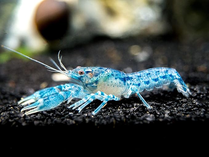 Aquatic Arts - 1 Female Blue Brazos Crayfish - Live Freshwater Aquarium Lobster/Crawfish/Crawdad/Real Living Nano Fish Tank Pet