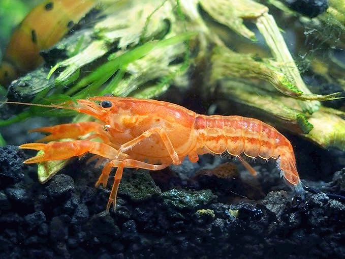 Aquatic Arts - 1 Male CPO Crayfish - Live Freshwater Aquarium Lobster/Crawfish/Crawdad/Real Living Nano Fish Tank Pet