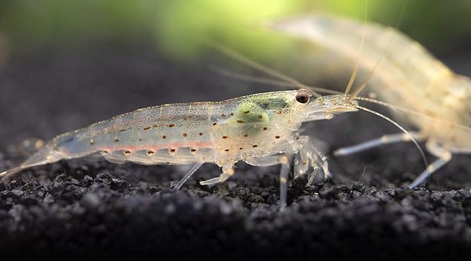 Aquatic Arts 30 Amano Shrimp | Live Freshwater Aquarium Species | Real Living Nano Fish Kit | Natural Glass Clearing Dwarf Caridina | Live Shrimp
