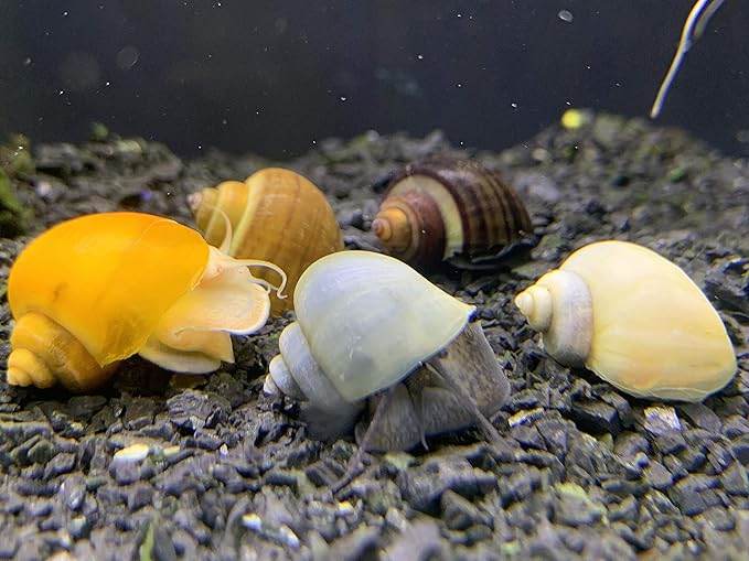 Mystery Snails x3 (Pomacea Bridgesii) Large Mix Pack - Live Freshwater Snails