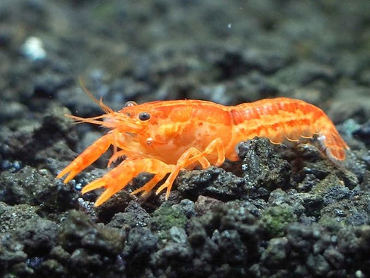 Aquatic Arts - 1 Male CPO Crayfish - Live Freshwater Aquarium Lobster/Crawfish/Crawdad/Real Living Nano Fish Tank Pet