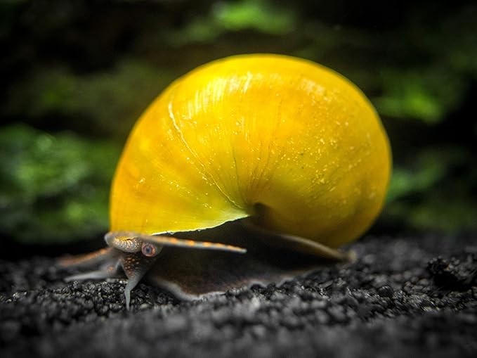 Aquatic Arts 5 Live Olive Jade Mystery Snails Freshwater Aquarium Species | Real Living Glass Fish Tank Clearer | Nano Pets | Natural Decorations, 5-SNAILS