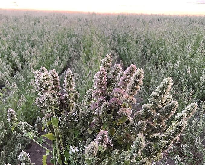 from The Field | Ultimate Blend Catnip & Silver Vine | Premium USA-Grown Catnip for Toys & Playtime | Fresh, Potent, Non-Toxic, Eco-Friendly | Safe for Kittens & Cats | Resealable 1 Oz Tub