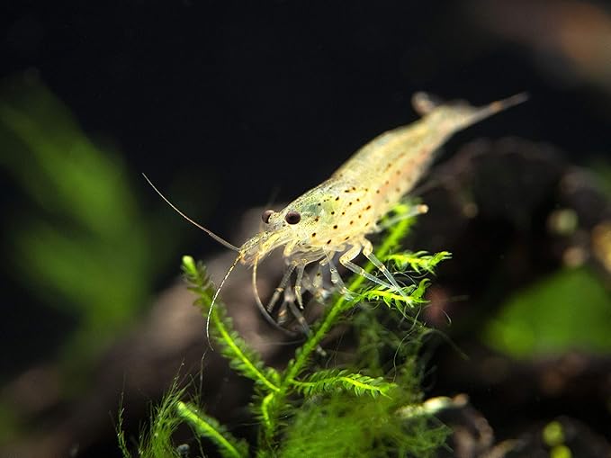 Aquatic Arts 1 Amano Shrimp | Live Freshwater Aquarium Clearer | Real Living Nano Fish Kit | Natural Glass Clearing Dwarf Caridina | Live Shrimp