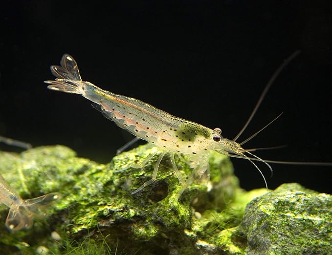 Aquatic Arts 1 Amano Shrimp | Live Freshwater Aquarium Clearer | Real Living Nano Fish Kit | Natural Glass Clearing Dwarf Caridina | Live Shrimp