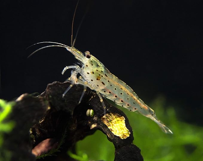Aquatic Arts 20 Amano Shrimp | Live Freshwater Aquarium Clearer | Real Living Nano Fish Kit | Natural Glass Clearing Dwarf Caridina | Live Shrimp