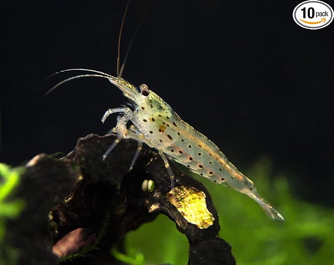Aquatic Arts 10 Amano Shrimp | Live Freshwater Aquarium Clearer | Real Living Nano Fish Kit | Natural Glass Clearing Dwarf Caridina | Live Shrimp