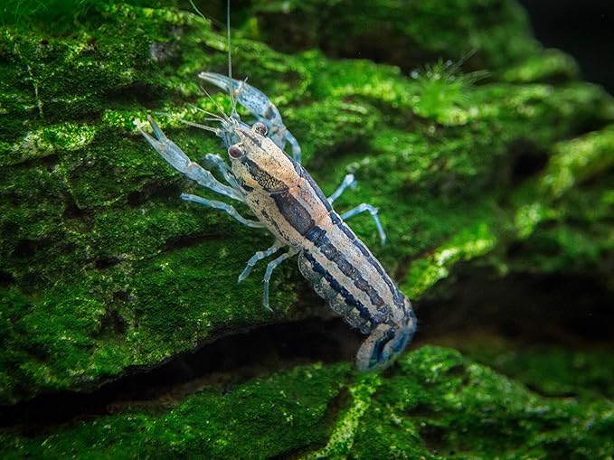 Aquatic Arts - 1 Female Blue Brazos Crayfish - Live Freshwater Aquarium Lobster/Crawfish/Crawdad/Real Living Nano Fish Tank Pet