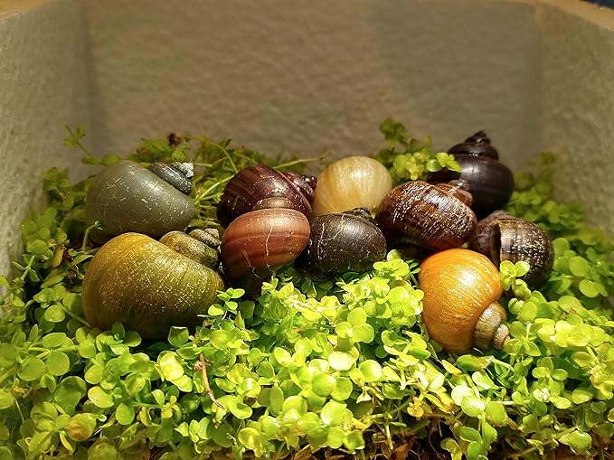 LLC Mystery Snail 10 Pack (Pomacea Bridgesii) Mix Colored Pack with Java Moss - Live Freshwater Snails Insulated Priority Mail