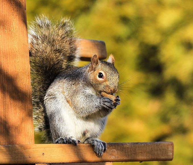Wakefield Premium Virginia Peanuts In-Shell for Squirrels, Blue Jays & Wildlife - 25 LB Bulk Bag - Hand-Picked, Raw, Unsalted, High Protein Wild Bird & Animal Feed (50 LBS)
