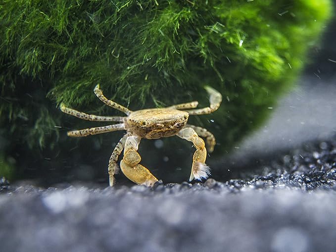 Aquatic Arts 3 Live Freshwater Pom Pom Crabs | Real Living Nano Aquarium Fish Tank Pet | Betta/Danio/Rasbora/Guppy Compatible