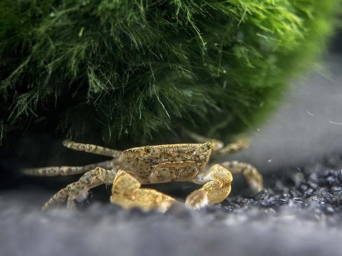Aquatic Arts 2 Live Freshwater Pom Pom Crabs | Real Living Nano Aquarium Fish Tank Pet | Betta/Danio/Rasbora/Guppy Compatible