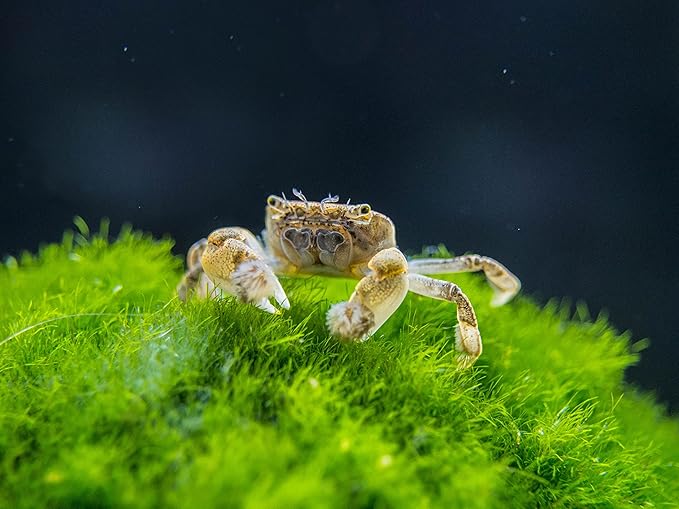 Aquatic Arts 5 Live Freshwater Pom Pom Crabs | Real Living Nano Aquarium Fish Tank Pet | Betta/Danio/Rasbora/Guppy Compatible